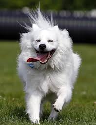 White fluffy dog breeds require a wash only once or twice a month. 25 White Dog Breeds That Will Steal Make A Meal Of Your Heart