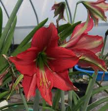Image result for Hippeastrum