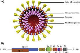 2019 novel coronavirus, wuhan seafood market pneumonia virus) — оболочечный одноцепочный. Epidemiology Genome And Clinical Features Of The Pandemic Sars Cov 2 A Recent View Sciencedirect