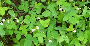 Image result for Oxalis barrelieri