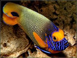 Bluefaced Angelfish Ocean Creatures Sea Fish Marine Fish
