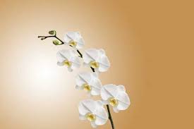 Fiore giallo simile all orchidea / phalaenopsis il fiore farfalla mercato dei fiori di ercolano : Semi Di Orchidea Come Farli Germogliare Idee Green