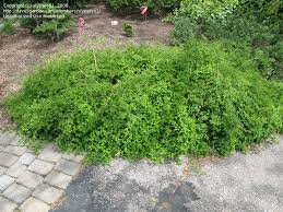 Image result for Cyphia lasiandra