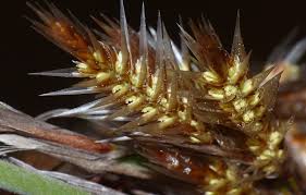 Image result for Restionaceae