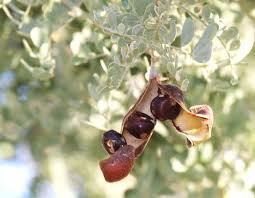 Image result for Orestias foliosa