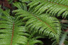 Image result for Polystichum