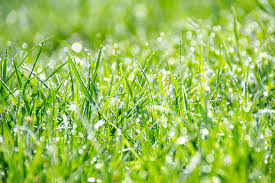 Your sprinkler takes to lay down a half. The Four Elements Of A Great Looking Lawn Mow Managers