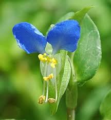 Image result for Commelina