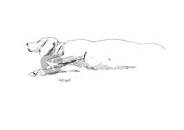 Dog clipart black and white. Drawing Of A Sleeping Dog Drawing Art Prints And Posters By Sofia Ugarte Artflakes Com