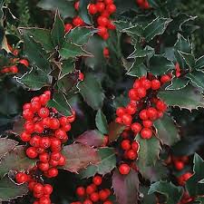 We did not find results for: Blue Maid Holly Walnut Ridge Nursery And Garden Center Jeffersonville In