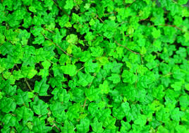 Vines Trailing Plants For Terrarium Vivarium Backgrounds Neherp Your One Stop Vivarium Shop