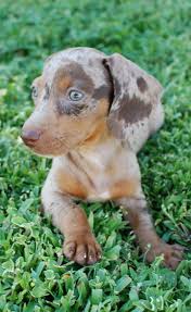 Chocolate And Tan Dapple Dachshund Dapple Dachshund Dapple Dachshund Puppy Dachshund Puppy Miniature