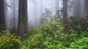 Yes, you're stuck behind your computer but that spectacular mountain scene on your screen reminds you that you will soon be out in nature, breathing fresh air and watching the sunlight filter through the trees. Nature First The Alliance For Responsible Nature Photography