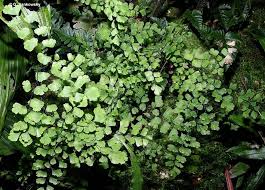 Image result for Adiantum capillus-veneris