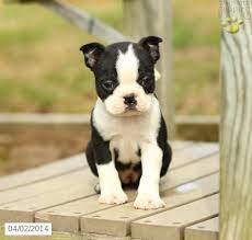 The search tool above returns a list of breeders located nearest to the zip or. Baby Boston Terrier Puppies Pets Lovers