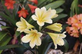 Clivia Color Change Reasons Why Clivia Plants Turn Color Plants Flower Colouring In Plant Projects
