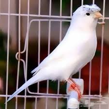 Canario Belga Pastinha Branco Canarios Canarios Belgas Passaros Silvestres