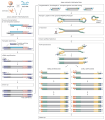 It may be divided into two types the cdna library contains only complementary dna molecules synthesized from mrna molecules in a cell. Nebnext Single Cell Low Input Rna Library Prep Kit For Illumina Neb