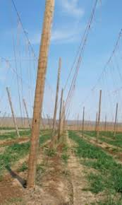 What Are Hops Craft Beer Boom Increases Demand Washington State Yakima Valley Moxee