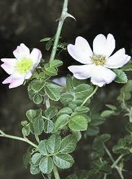 Image result for Cissus rubiginosa