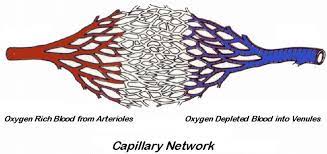 Capillary Network Gif 795 375 Veins
