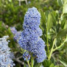 Image result for Ceanothus