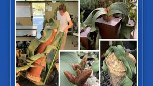 Image result for Uvaria welwitschii