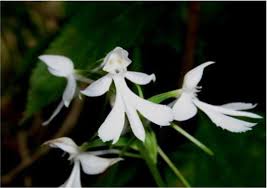 Image result for Habenaria edgarii