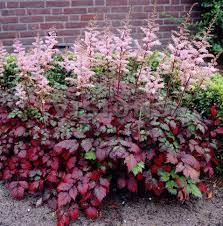 Astilbe Color Flash Plants Shade Plants Shade Perennials