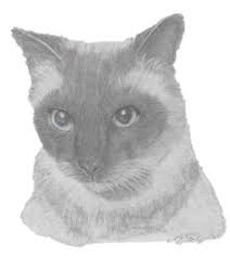 Sketchok easy drawing guides menu. Boyd The Siamese Cat