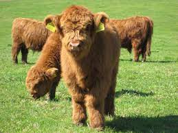 Rare Breed Rumours Mini Cows Fluffy Cows Baby Cows