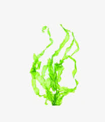 chlorella png free chlorella png transparent images 119229 pngio chlorella png transparent