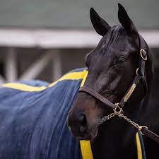 Legendary trainer bob baffert has been suspended from entering any of his horses in races at churchill downs after kentucky derby winner medina hours after trainer bob baffert announced that 2021 kentucky derby winner medina spirit tested positive for excessive amounts of an. Bob Baffert May Be Selling Kentucky Derby Horse Medina Spirit Short