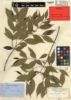 Image result for Alafia caudata