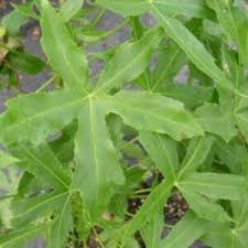 Image result for Cussonia natalensis