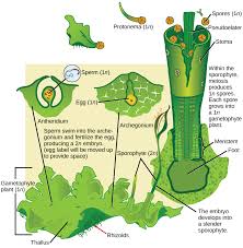 Seedless vascular plants (15,000 living species, 2 phyla): Seedless Plants Biology For Majors Ii