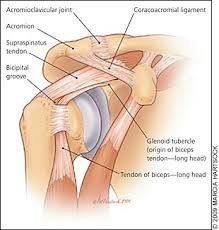The shoulder joint is the connection between the chest and the upper extremity. Diagnosis And Treatment Of Biceps Tendinitis And Tendinosis American Family Physician