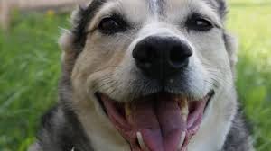Dog day afternoon is possibly the most perfect entry among the dozens of great gritty seventies movies that provided me with a durable memory library of cinematic brilliance. Hot Dogging Stock Footage Royalty Free Stock Videos Pond5