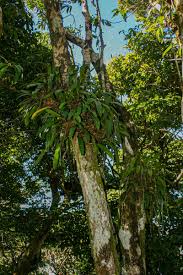 Image result for Bulbophyllum josephi