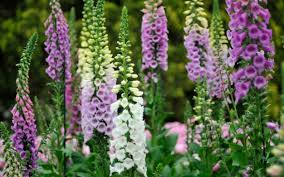Check out all the latest great garden plants coupons and apply them for instantly savings. Best Places To Buy Plants Online 22 Nurseries That Offer Home Delivery The Telegraph