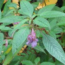 Image result for Impatiens assurgens