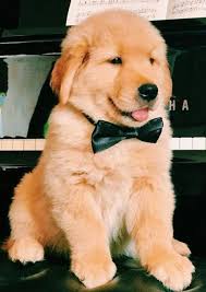 Some Of The Things I Enjoy About The Rottweiler Puppy Rottweilerlove Rottweilershirt Rottweilercare Cute Baby Animals Cute Animals Puppies