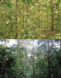 Image result for Psychotria mildbraedii