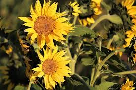 Organize a flower shop with ribbons, transparent paper for wrapping, fabric flowers, a few unbreakable vases, and pictures or posters of real flowers. Sunflower Plant Facts For Kids 15 Interesting Sunflower Facts