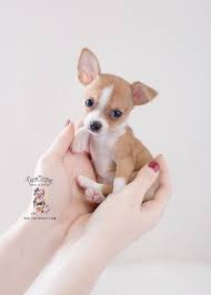 Look at pictures of chihuahua puppies who need a home. Miniature Teacup Chihuahua Puppies For Sale Off 72 Www Usushimd Com