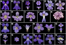 Calyx and corolla are accessory organs. Dosage Imbalance Of B And C Class Genes Causes Petaloid Stamen Relating To F1 Hybrid Variation Bmc Plant Biology Full Text