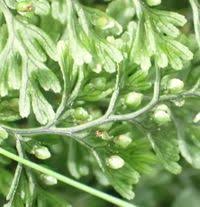 Image result for Hymenophyllum tunbridgense