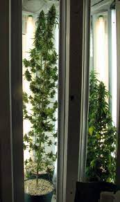 We did not find results for: Do My Cannabis Plants Need Side Lighting Grow Weed Easy