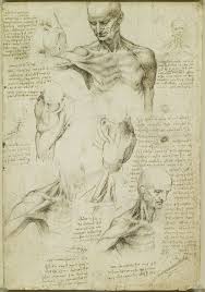 Muore il 2 maggio del 1519 circondato dai suoi disegni e dai tre dipinti che fino alla fine tiene. Leonardo S Anatomische Studies Gepubliceerd Ongelooflijke Ontwerpen Van Meer Dan 400 Jaar Gele Menselijke Anatomie Kunst Menselijke Anatomie Anatomie Tekening