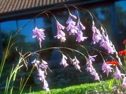 Image result for Dierama formosum × plowesii